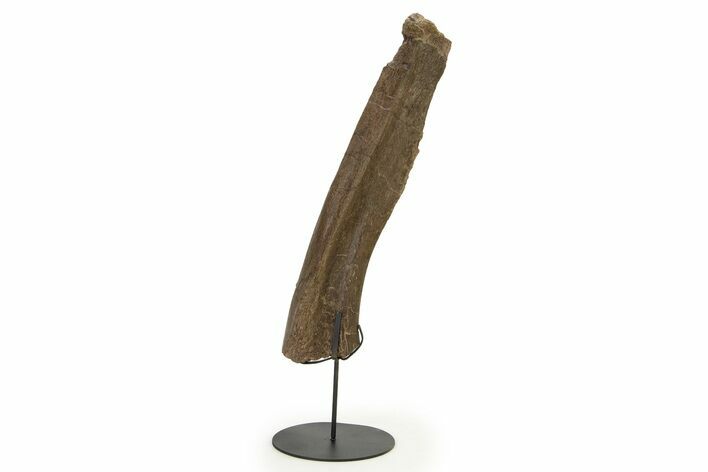 Hadrosaur Pelvic Bone Section w/ Metal Stand - South Dakota #339101